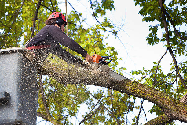 How Our Tree Care Process Works  in  Oswego, NY